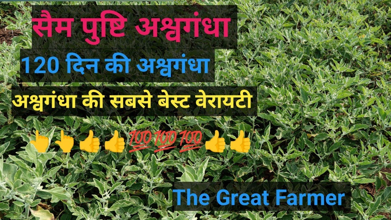 सैम पुष्टि अश्वगंधा 120 दिन की अवस्था! सैम पुष्टि अश्वगंधा की ग्रोथ कैसी है #viralvideo#trending 