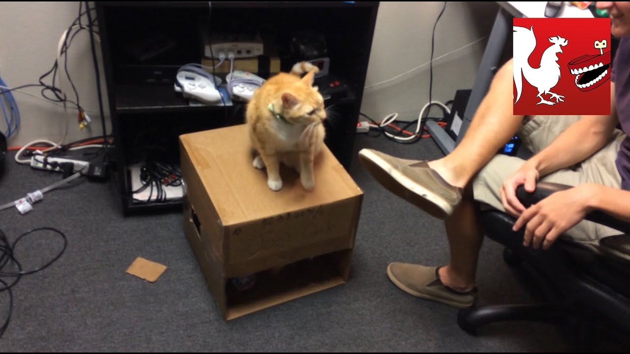 RT Life - Joe the Cat's Office