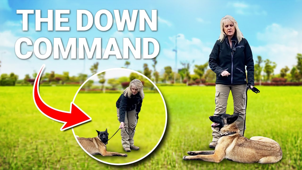 Teach Your Dog the PERFECT Down Command