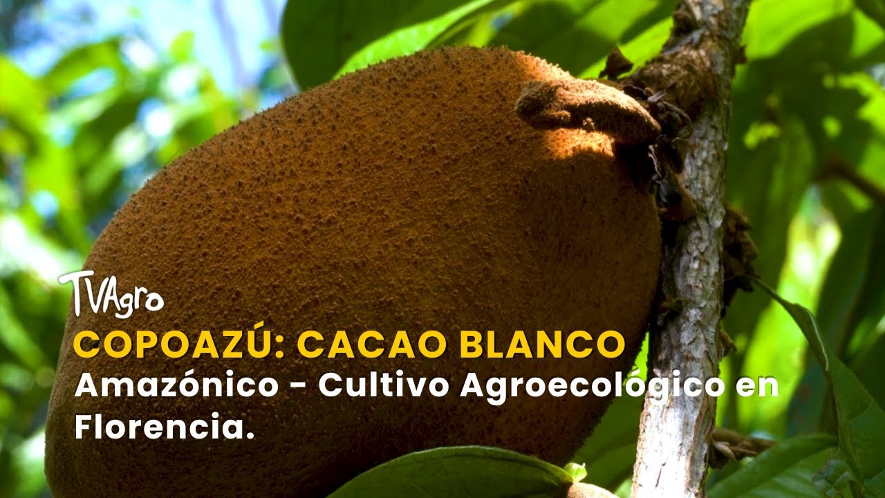 Copoazú: Cacao Blanco Amazónico - Cultivo Agroecológico en Florencia - TvAgro por Juan Gonzalo Angel