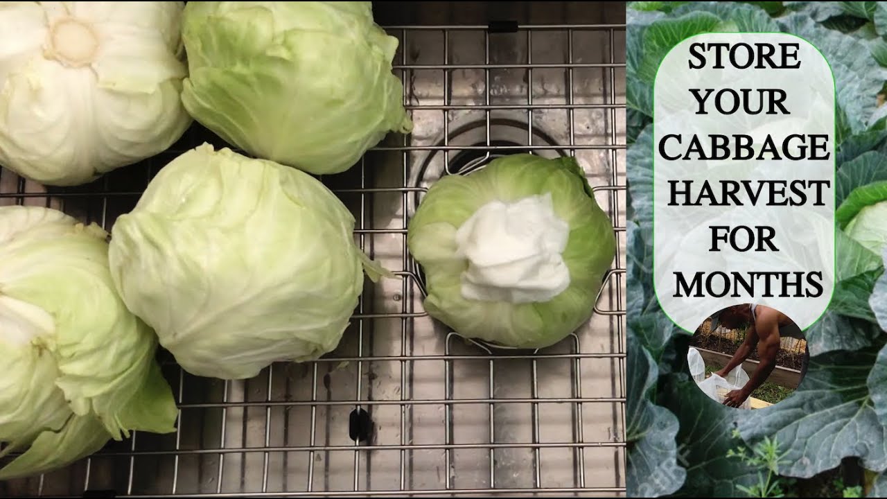 Keep Your Cabbage FRESH for WEEKS with This Simple Trick! 🥬