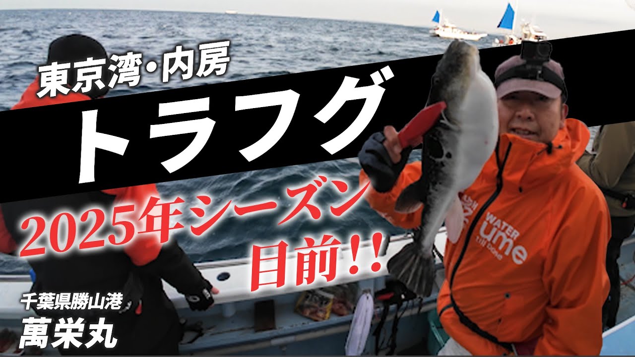 2025年東京湾トラフグシーズン開幕！！モーニングチャンスにキロ超えGet！まさかの外道もｗ