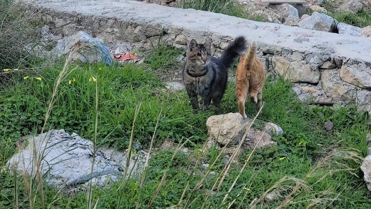 Sunday Ramblers 🐾 Blind Cats Walking, Climbing & Exploring Together