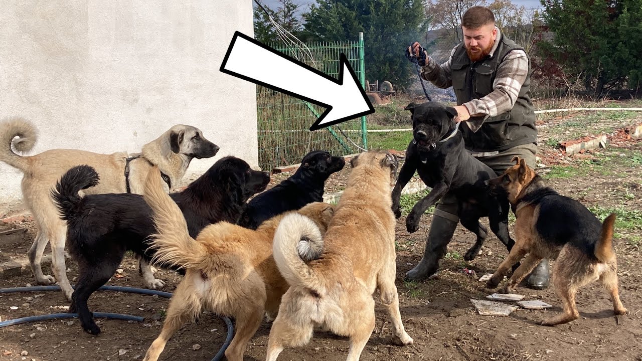 Cane Corso HEKTORU SALINCA KAPIŞTILAR!