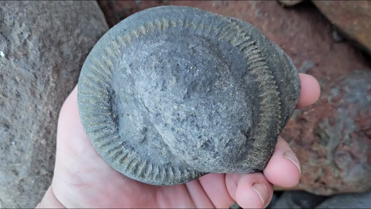 #fossilhunting in #whitby 26/12/2025