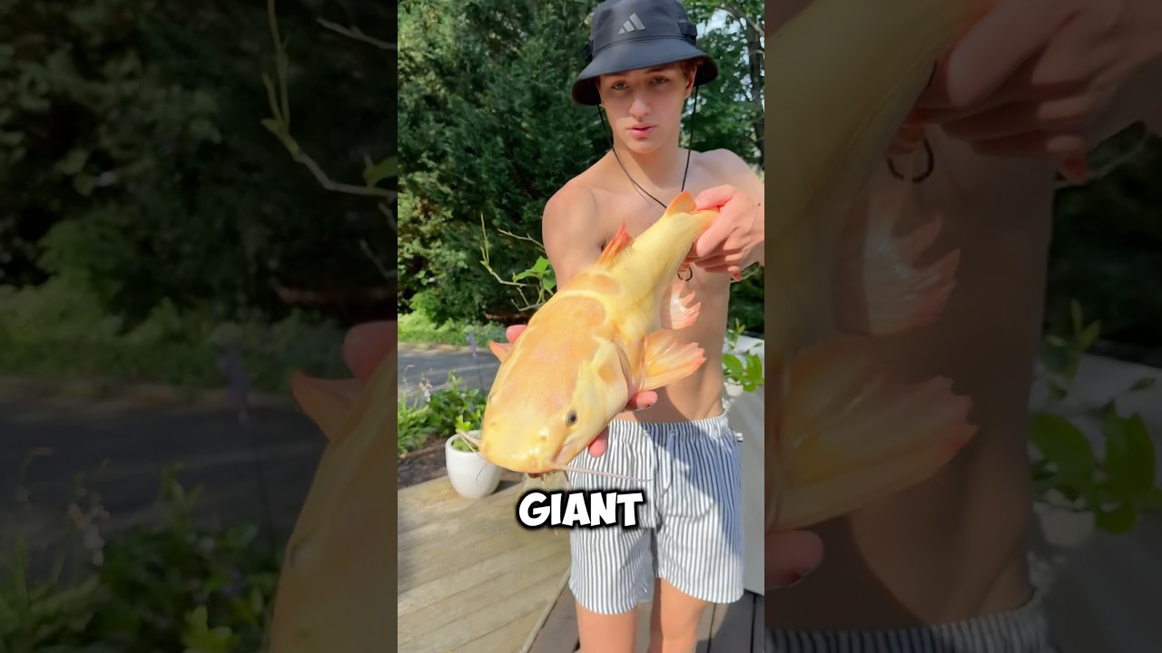 The Worlds Rarest Giant Catfish!