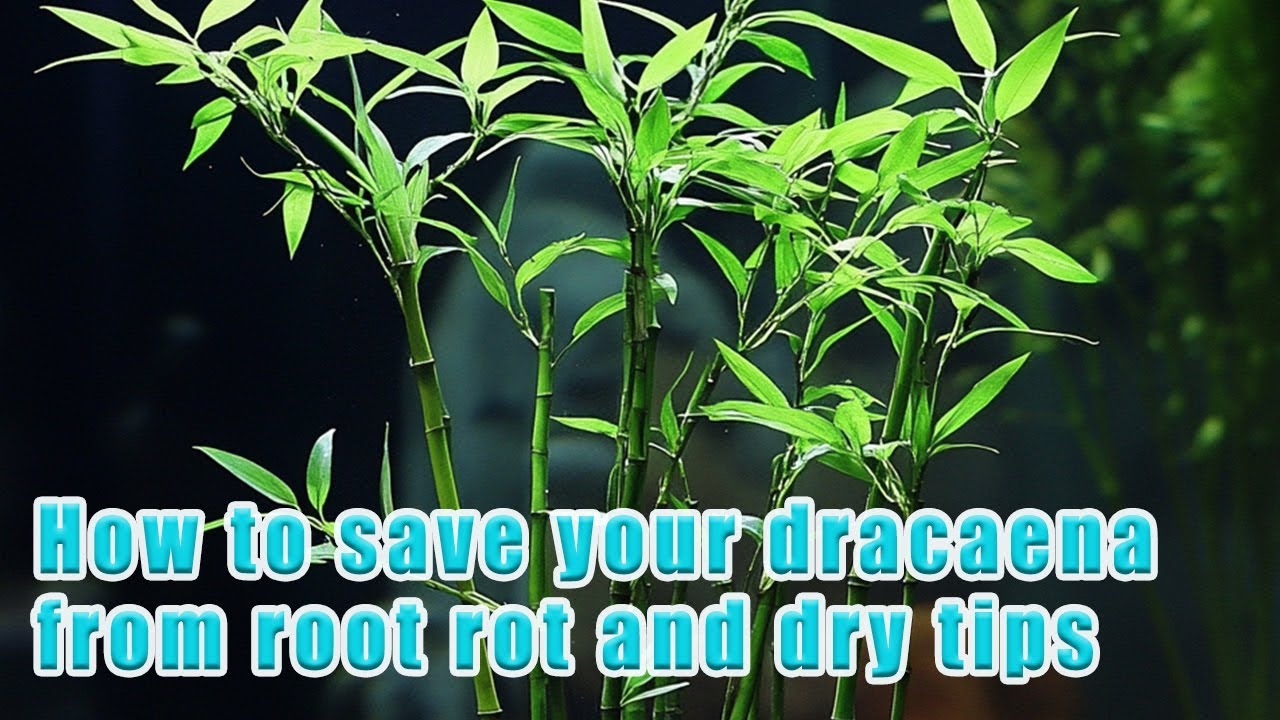 How to save your dracaena from root rot and dry tips