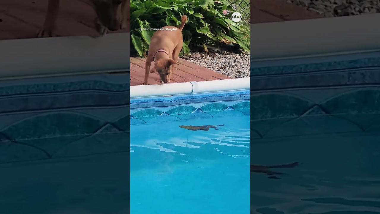 Unlikely duo: Family dog meets backyard frog