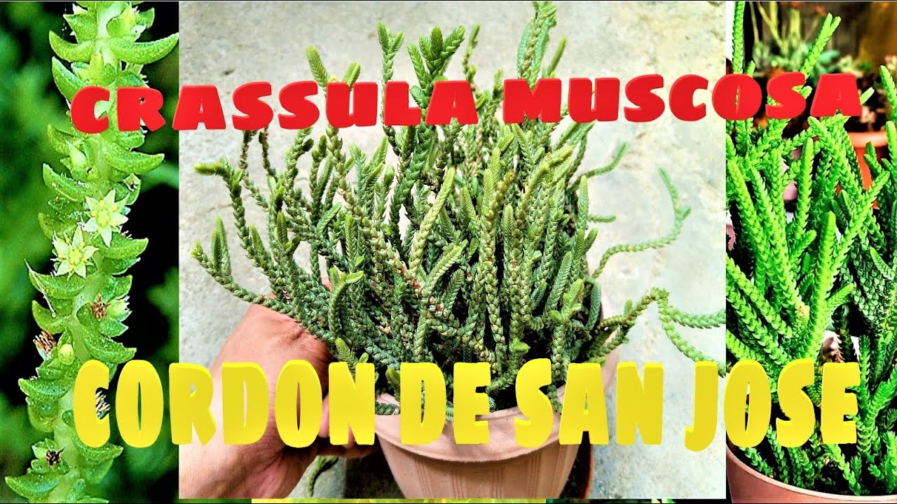 Crassula Muscosa | Cordon de San Jose