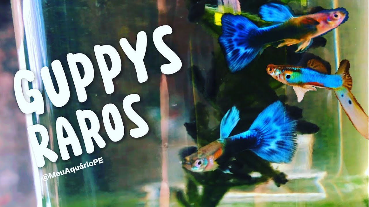 #1 Guppys “RAROS “ selecionados 🧬 🐠
