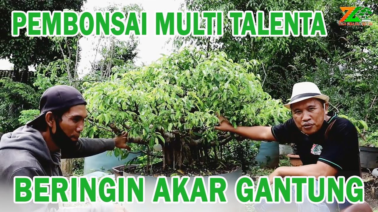 REVIEW BERINGIN AKAR GANTUNG PULUHAN TAHUN