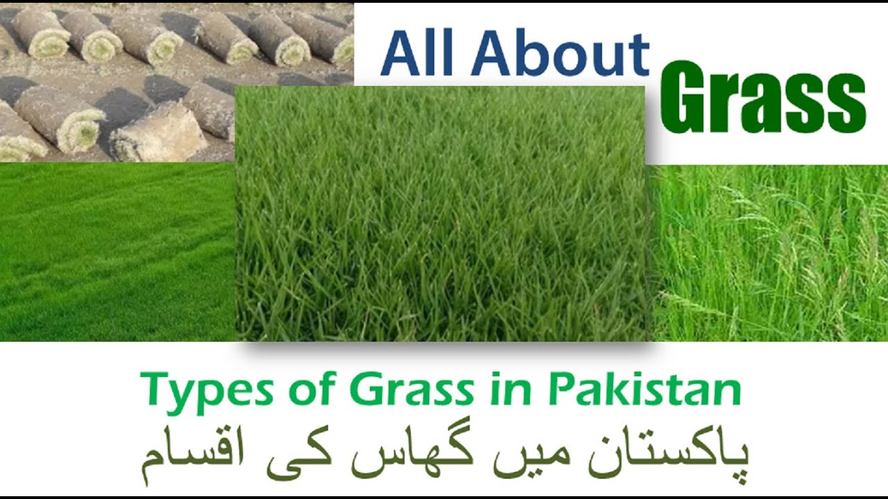 Types of Grass in Detail | Grasses in Pakistan | Types of Grass For Lawn | TV Intellect