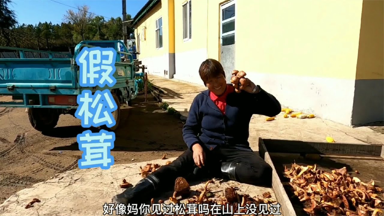 吉林延边，娘俩上山采了两桶被称为假松茸的松树伞，这也太过瘾了 #三农  #延边  #采蘑菇  #热门