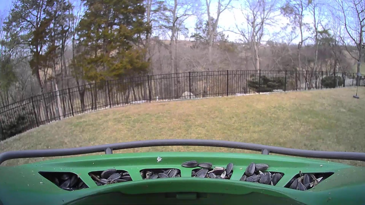 Attempted Birder Live Stream