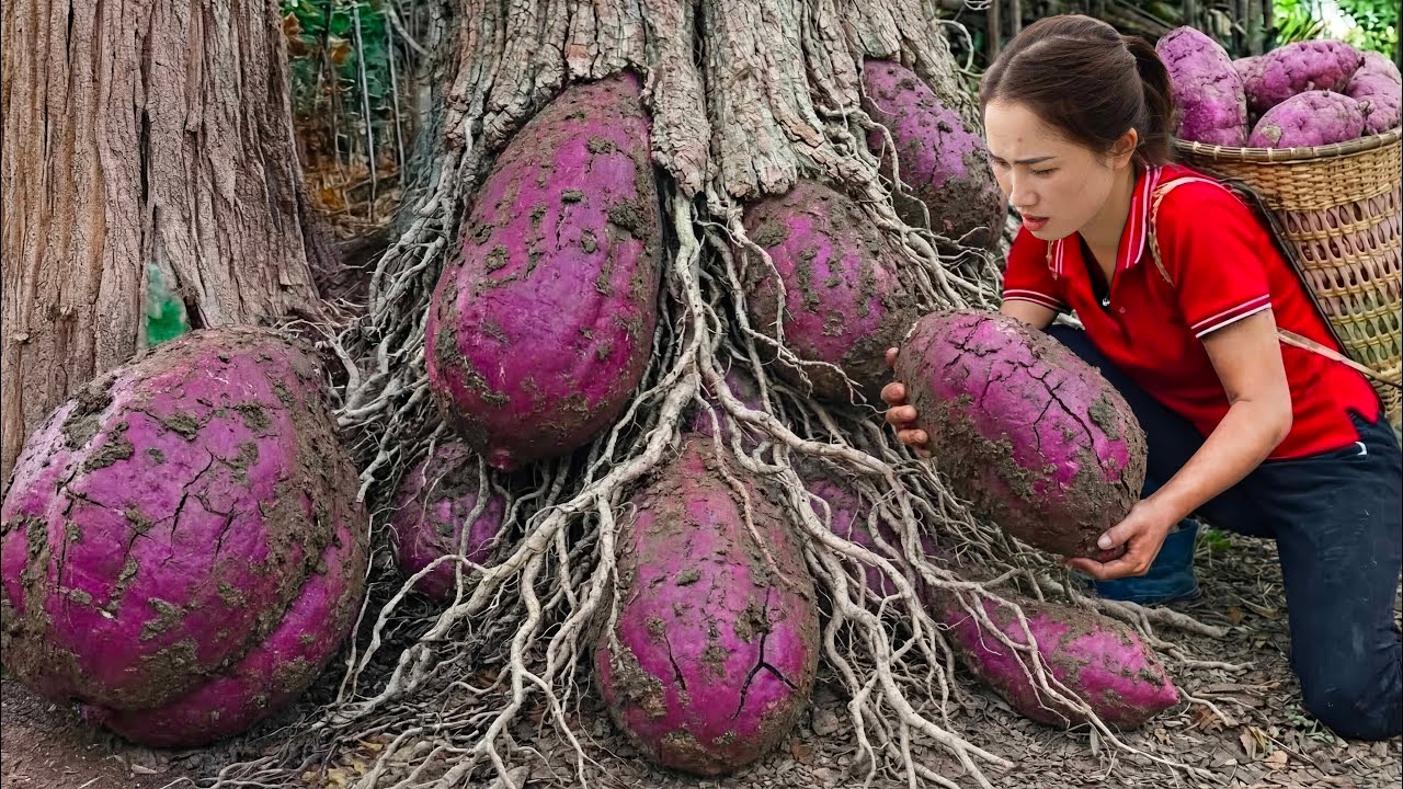 Harvesting GIANT Purple Yam Parasite - Fried parasites with lime leaves | Unique Forest Dishes