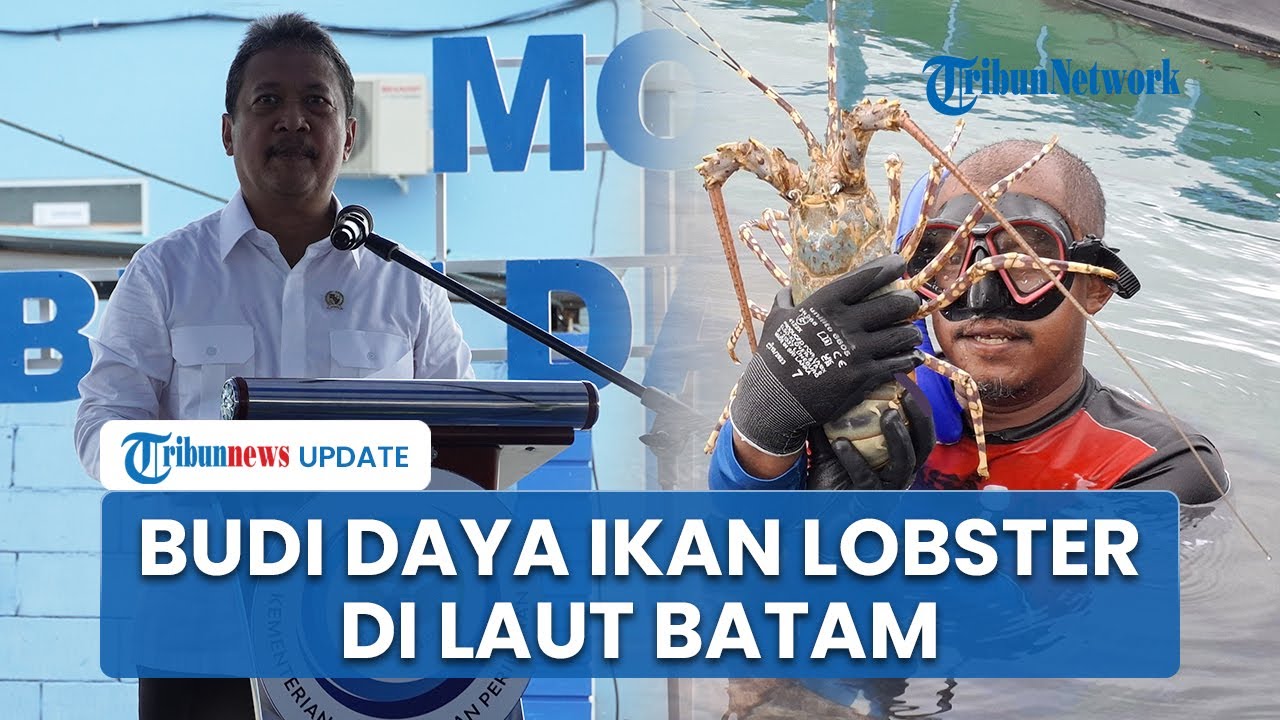 Menteri Trenggono Resmikan Modeling Budidaya Lobster di Batam: Komoditas Penting Perikanan Indonesia