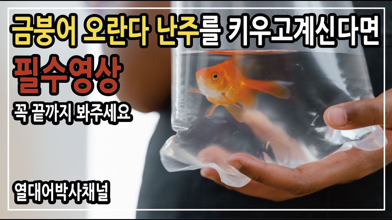 오란다난주 키우는방법 및 질병예방 과 치료  -열대어박사채널-