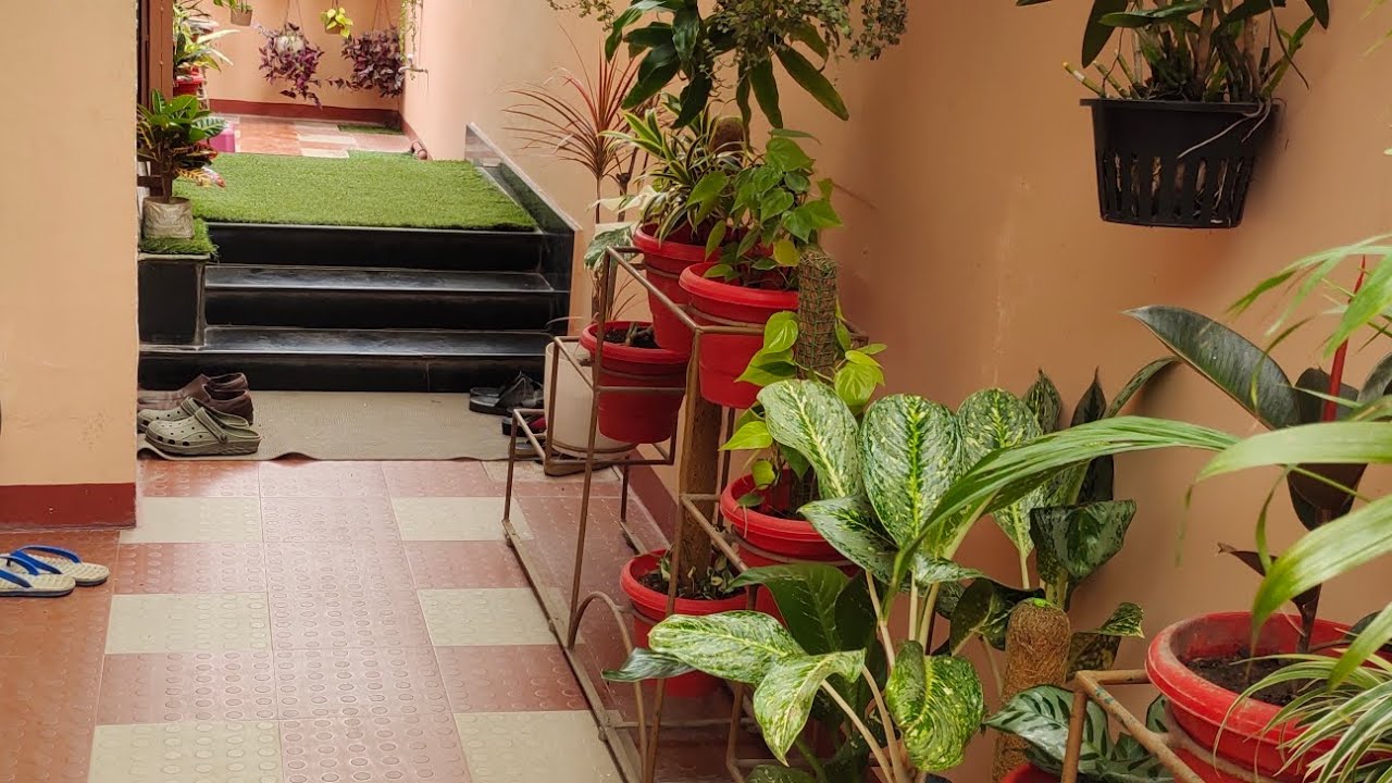 My front garden overview.which indoor plants should be grown at the entrance.part 1 #indoorplants