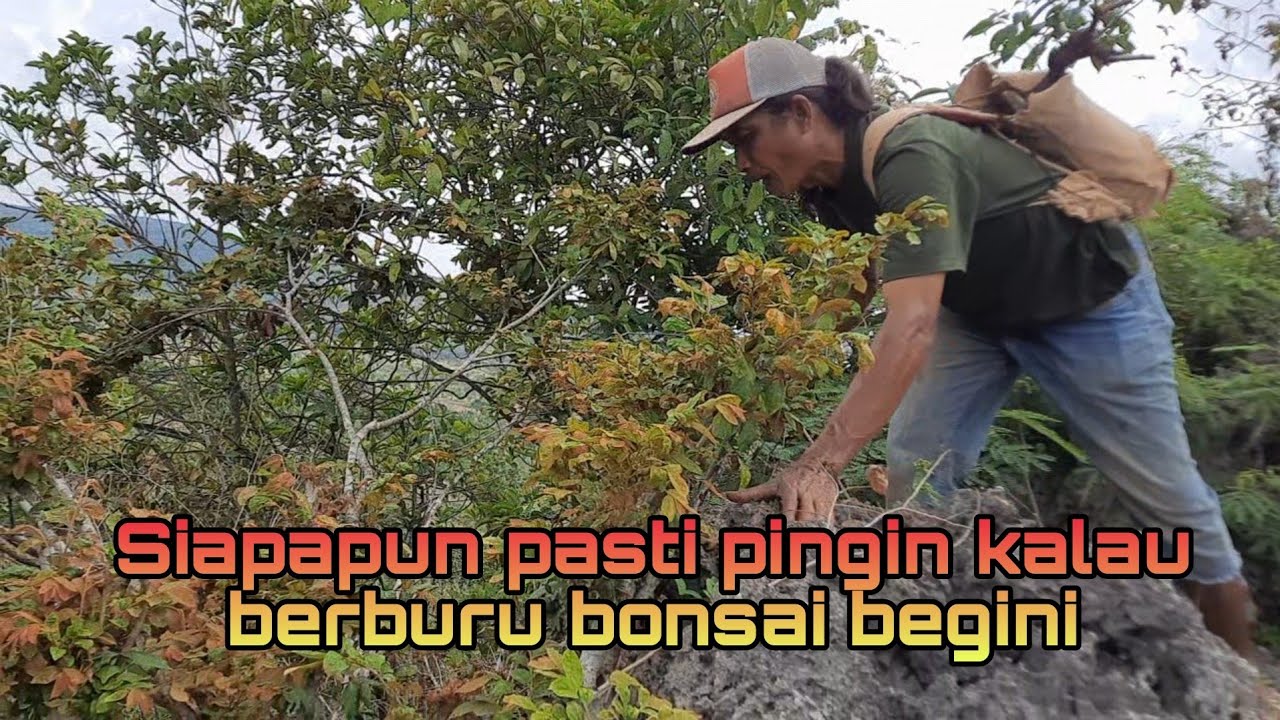 Siapa yang gak pingin kalau berburu bonsainya kayak gini