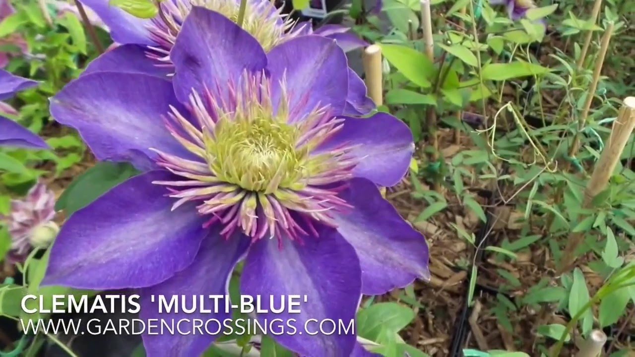 Clematis 'Multi-Blue'
