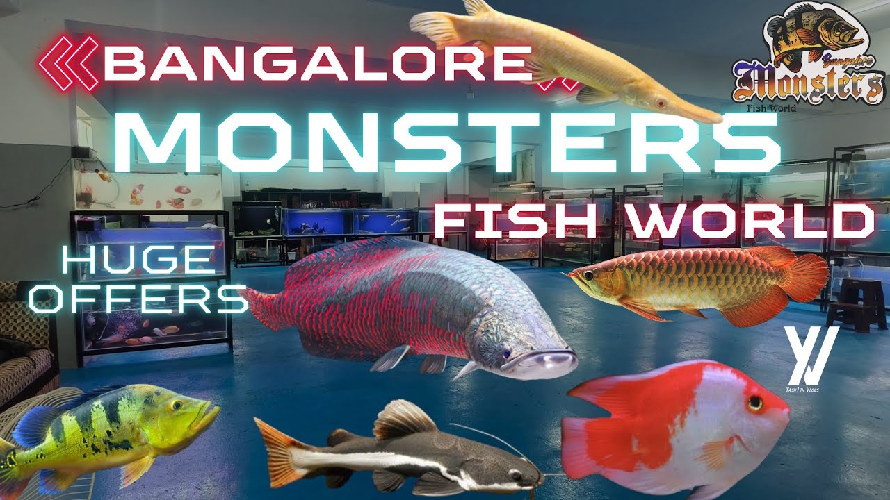 Bangalore Monsters fish world | Wholesale and retail fish farm and Aquarium | Exotic fish Aquarium 