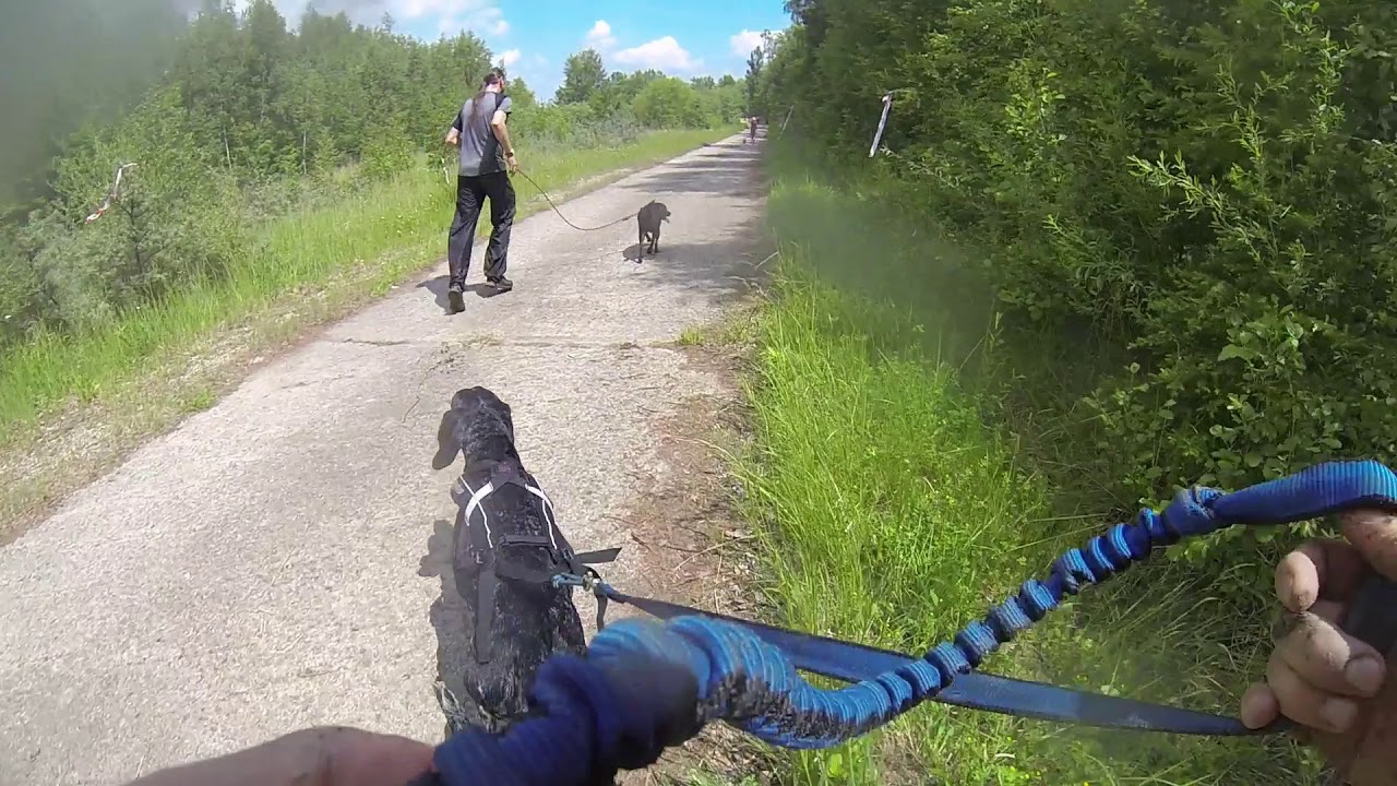 Hard Dog Race [Base] - 2019 06 01, Góra Kamieńsk, Poland