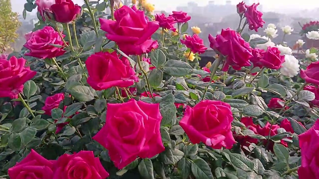 সেন্টার সহজভাবে গোলাপ করুন