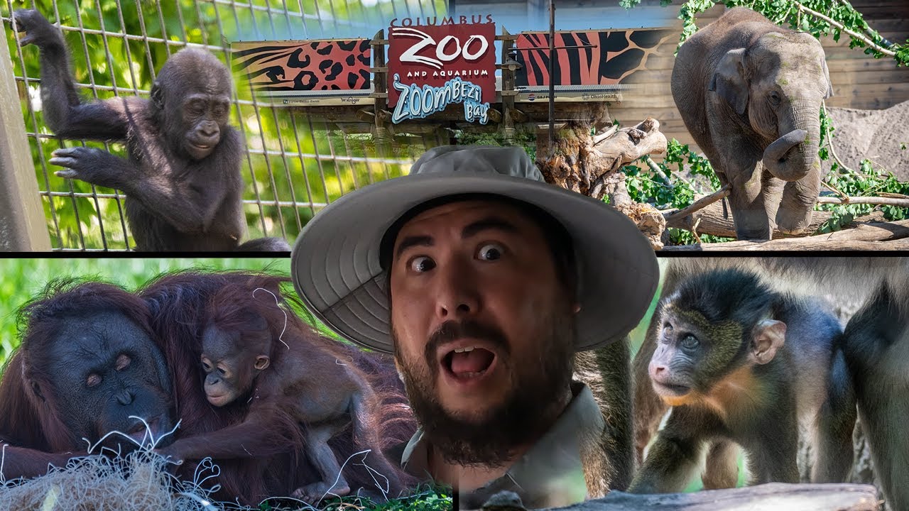 Babies Everywhere... A Baby Boom At The Columbus Zoo And Aquarium | Largest Zoo in the US | 4K