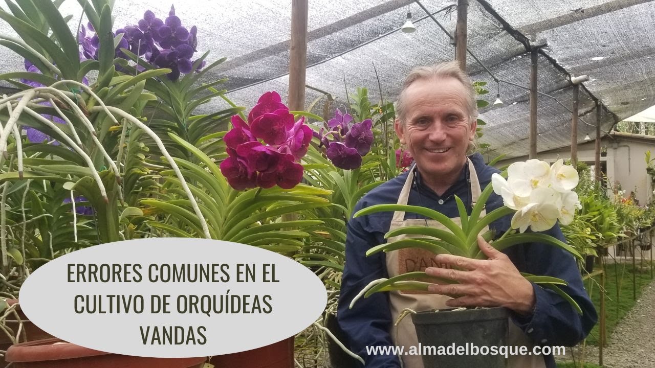 Errores comunes en el cultivo de orquídeas Vandas - Alma del Bosque