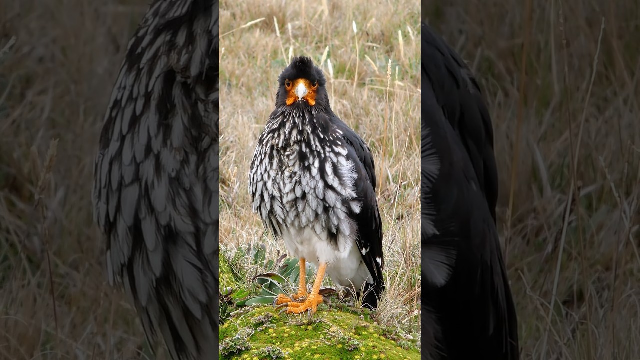 The unique species of the high Andes, Carunculated Caracara (Phalcoboenus carunculatus). #birds