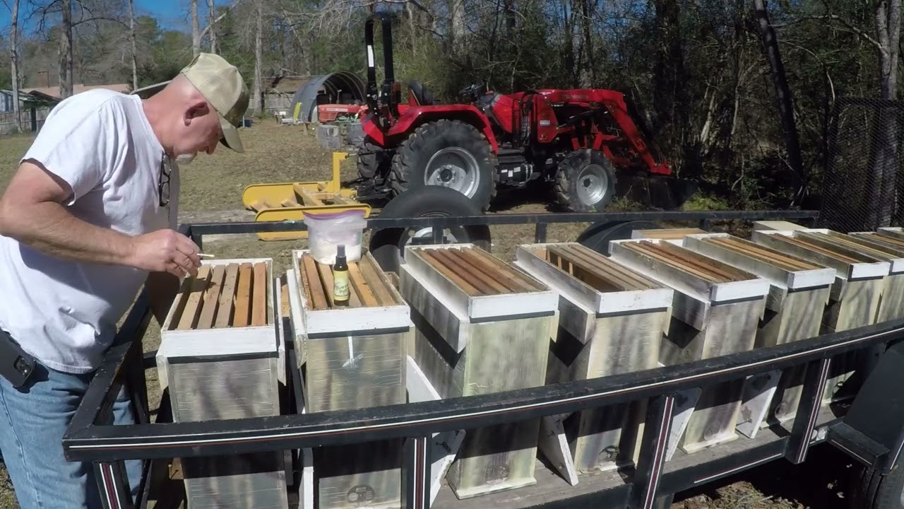 Setting Up Swarm Traps 2024
