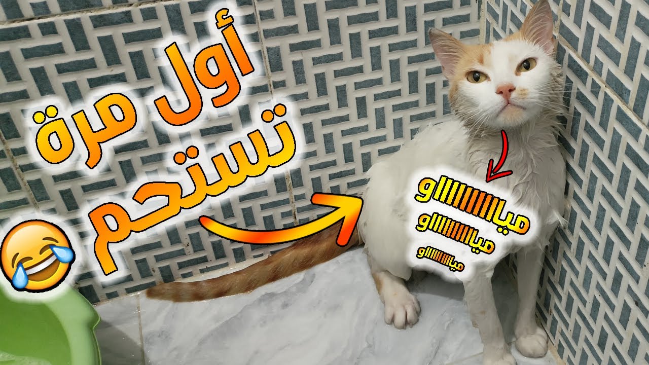 😍 أول مرة أحمم قطتي… مشآآغبة 😻 😂  + نصائح للاستحمام
