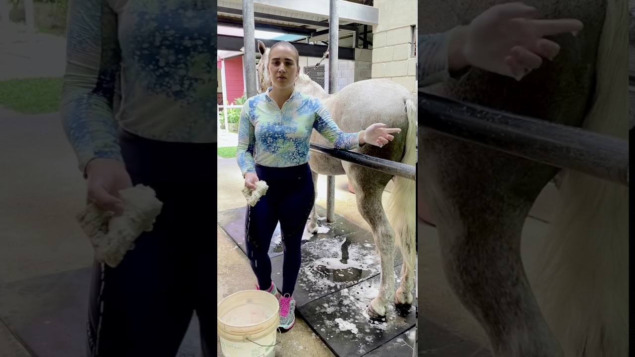 Horsemanship Series Ep2: El baño de un Caballo
