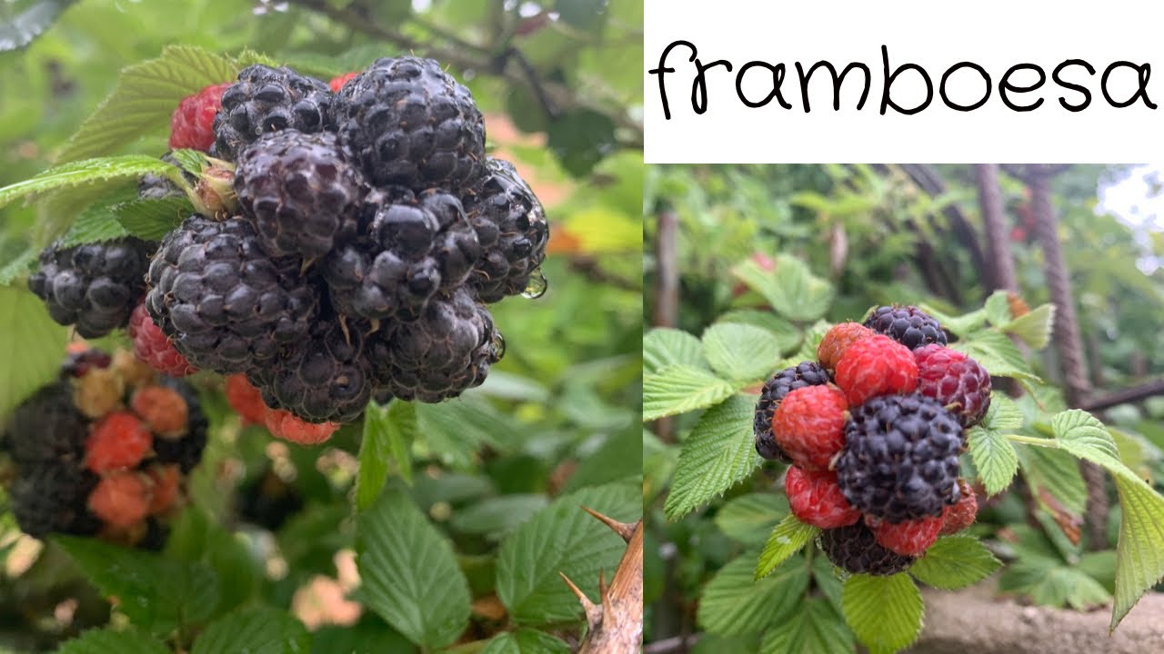 Framboesa em Vaso