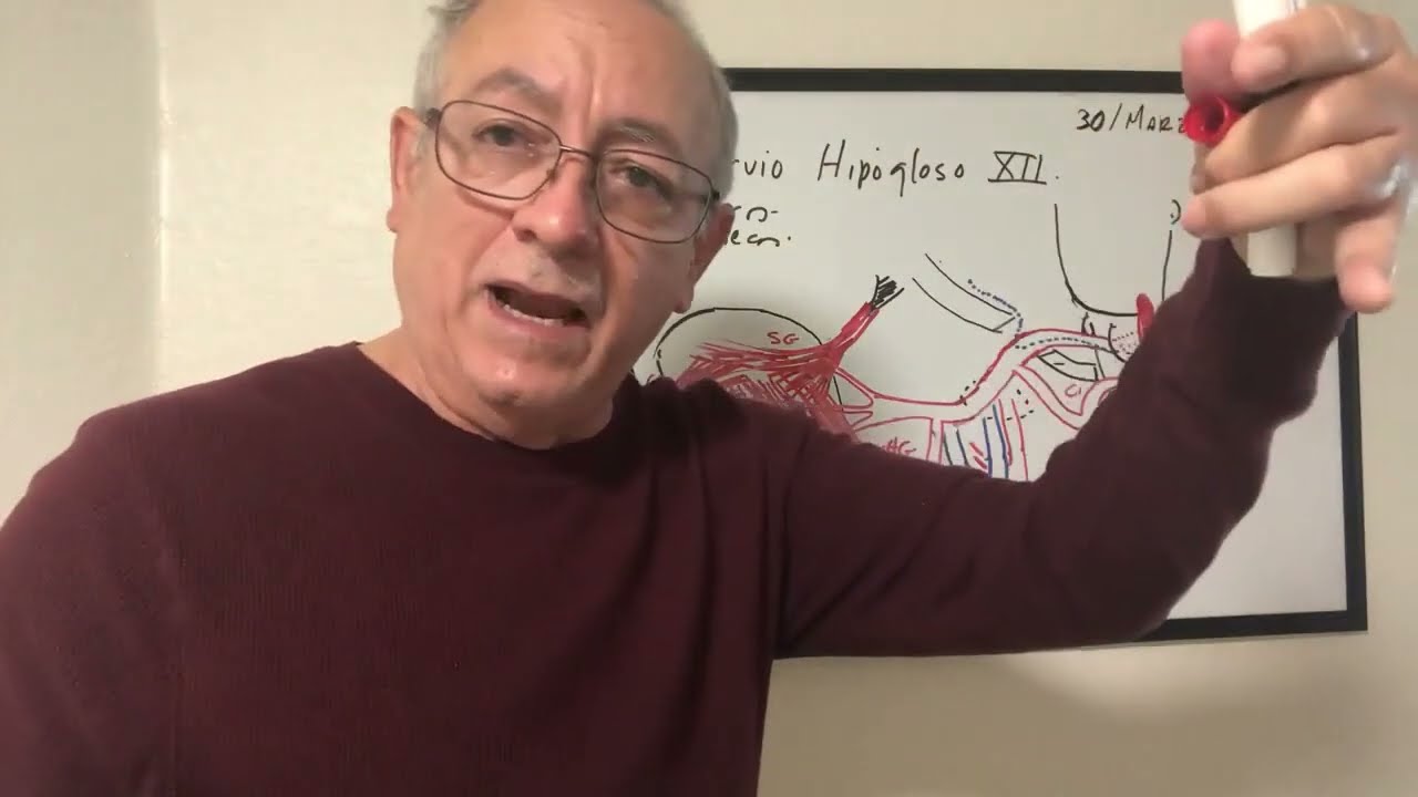 Nervio Hipogloso( XII par) paso a paso.  Movilidad de la lengua y lenguaje articulado