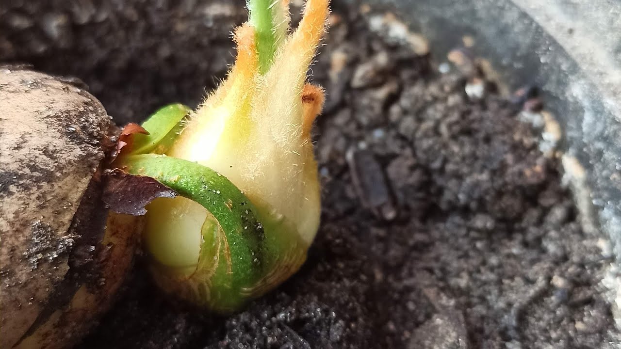 Cycas Revoluta- siew oraz pierwsze etapy wzrostu.