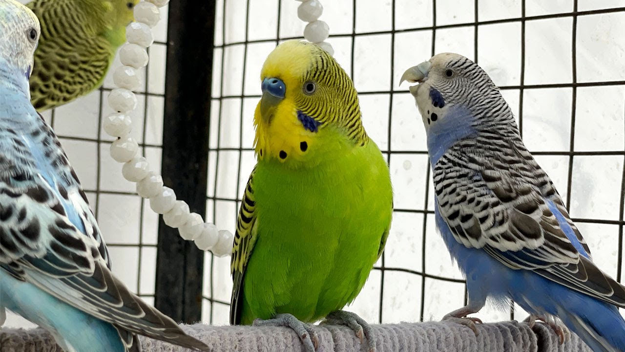 Budgie Goes CRAZY Chirping &ndash; Cutest Sounds Ever!