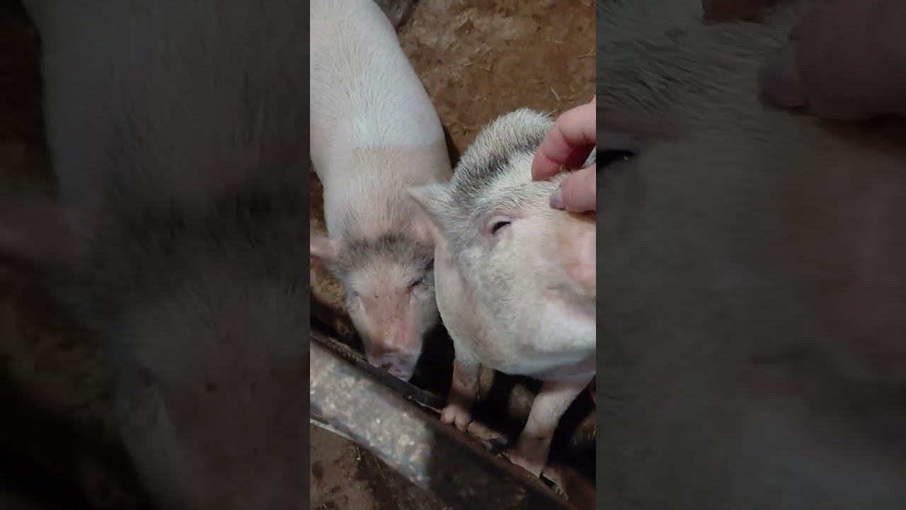 Переселение началось. Кого куда?..