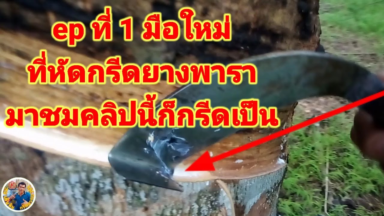 ep1#เทคนิคกรีดยางพารา#มือใหม่สำหรับที่ไม่เคยจับมีดกรีดยางพาราเลยมาชมคลิปนี้แล้วท่านจะกรีดเป็น#