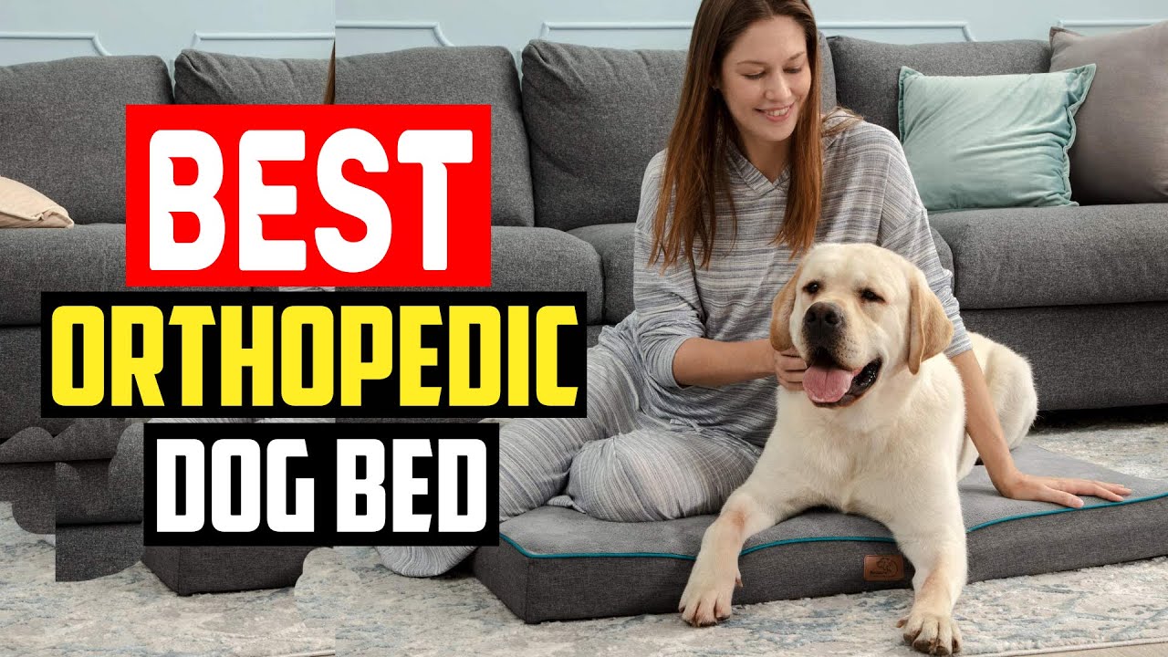 ✅5 Best Orthopedic Dog Bed of 2025