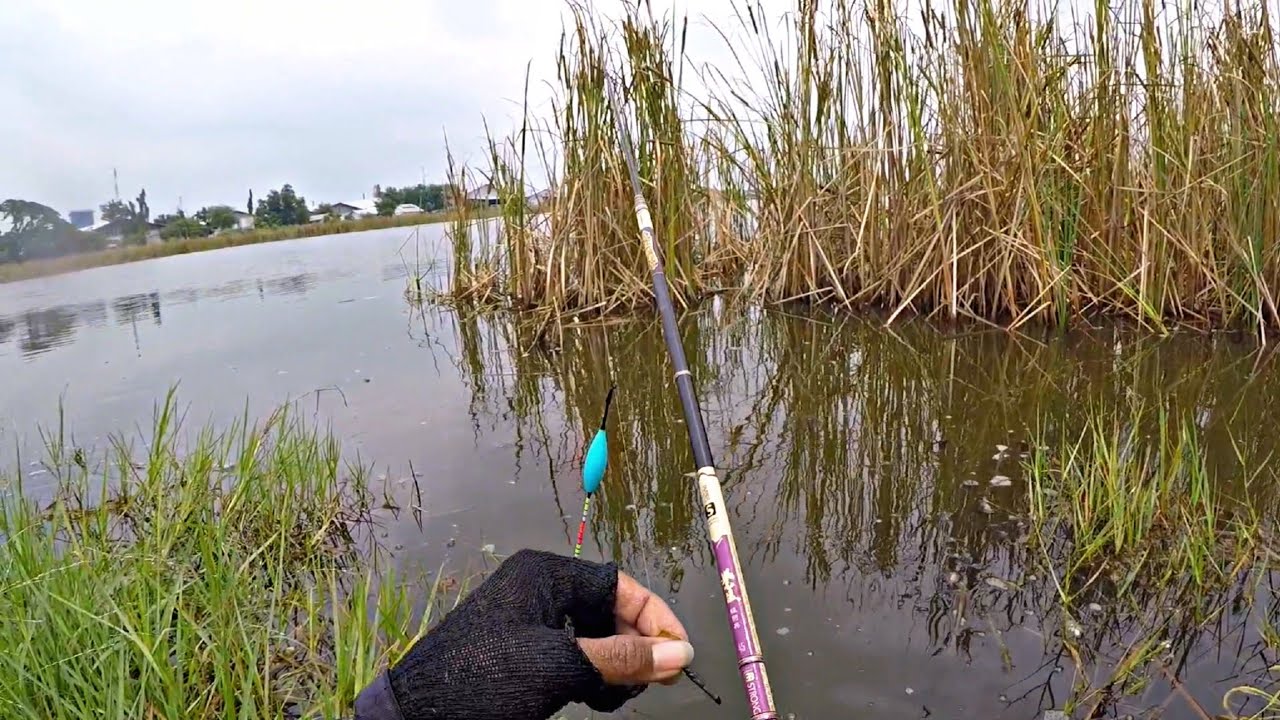 MANCING MANIA - MANCING NILA LIAR DI KOTA WALI (DEMAK)