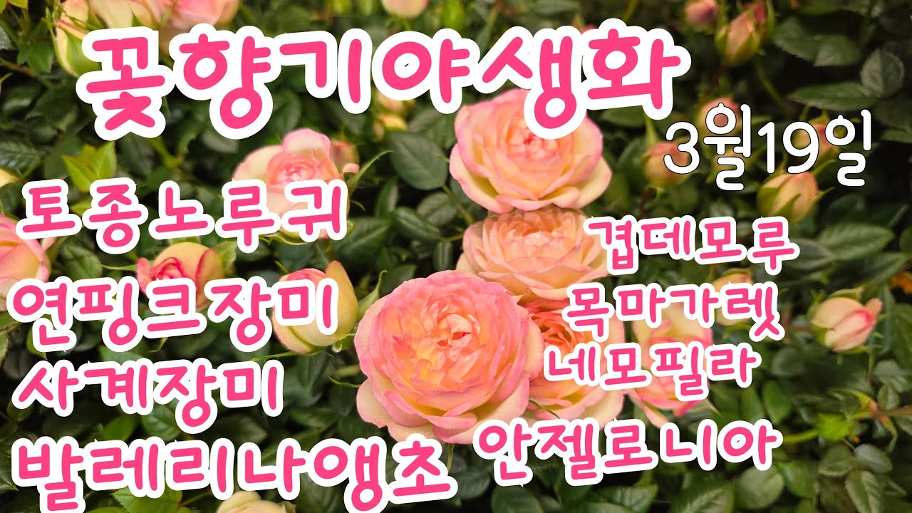 2026년 3월 19일 #핑크토종노루귀 #발레리나앵초  #공기정화식물  #gardening  #연핑크사계상미 #붉은바위취  #복바위취  #크리스마스로즈  #무스카리