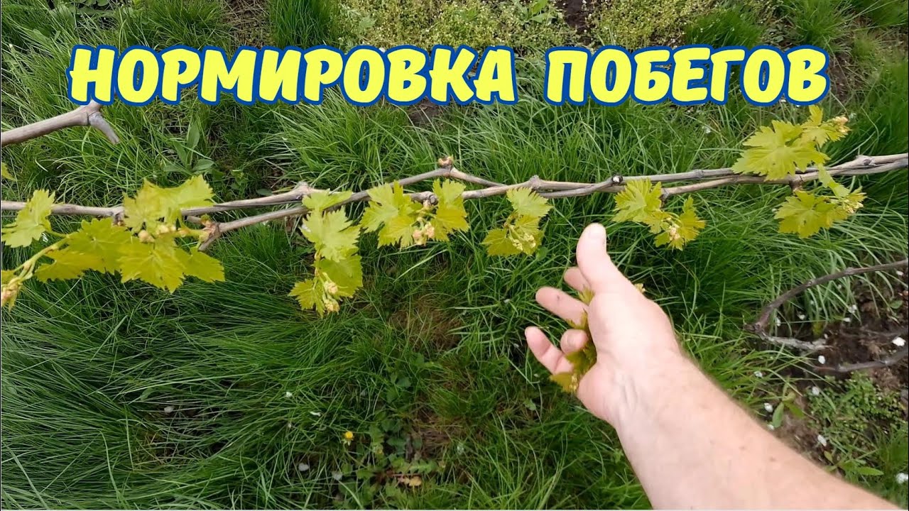Обязательная обломка побегов на виноградном кусте.