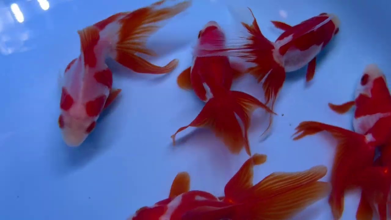 福嘉金魚 更紗琉金 飯田産 ②-1