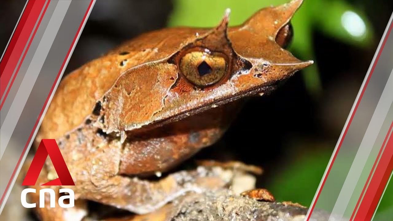 New species found during comprehensive survey of Bukit Timah Nature Reserve