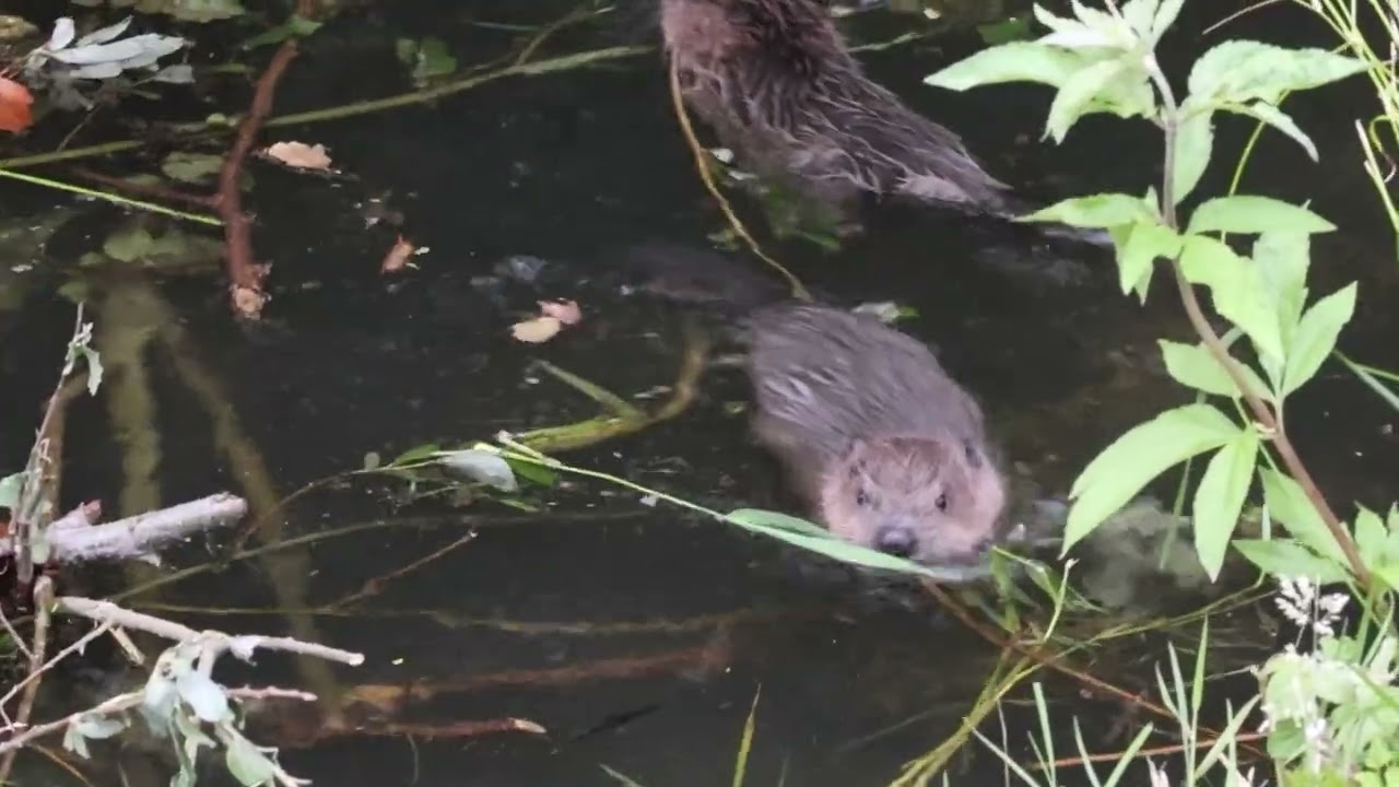 First view of the 2025 Beaver Kits at Sculthorpe Reserve
