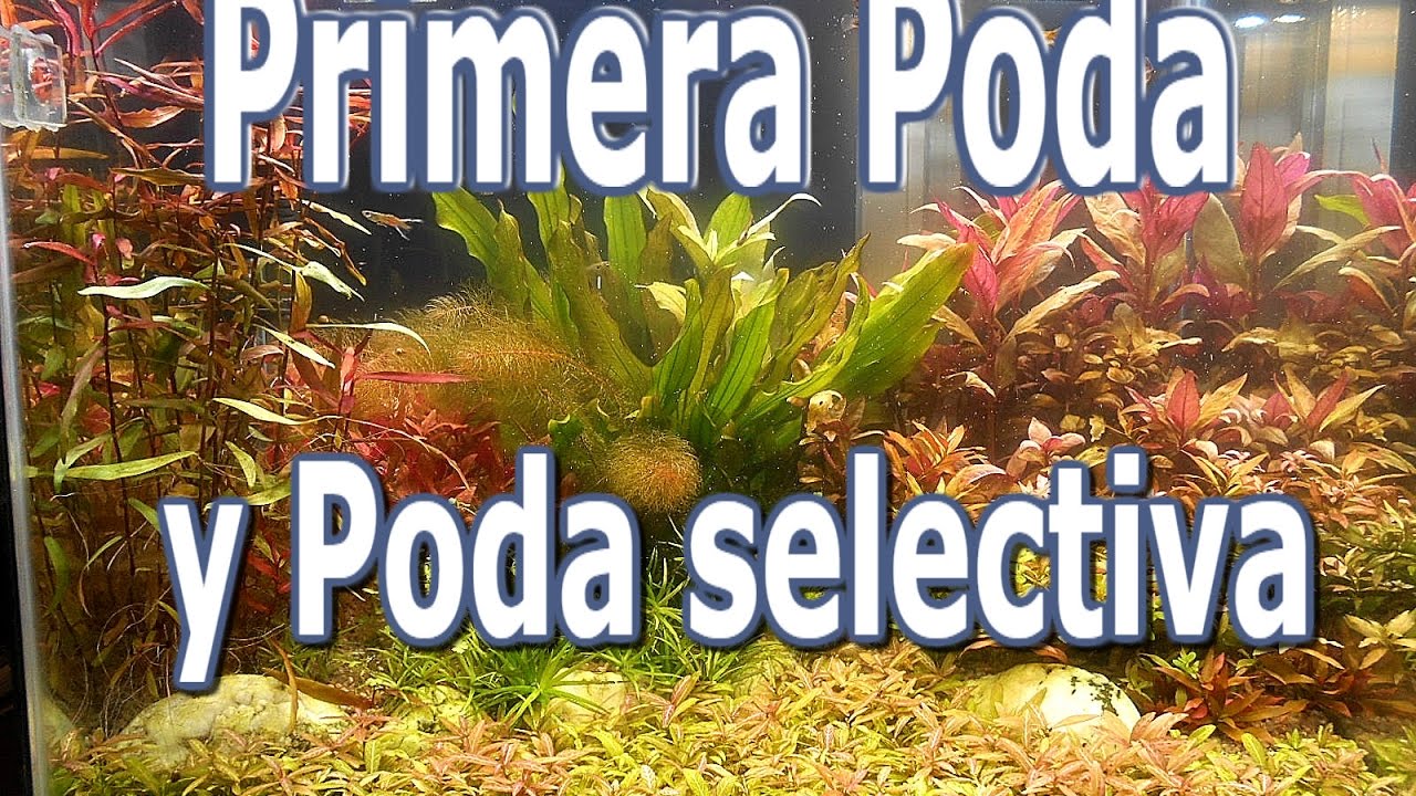1 º poda al mes de armado y poda selectiva