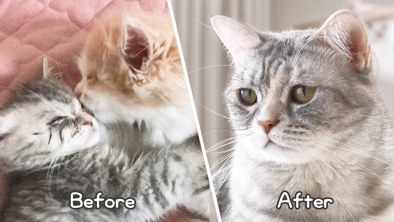 7년, 소중한 고양이 티티와의 기록 (행복했던 순간, 고양이 신부전 그리고 지금)