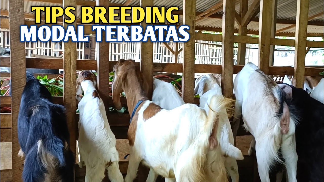 Rekomendasi Ternak Kambing Dengan Budget Terbatas