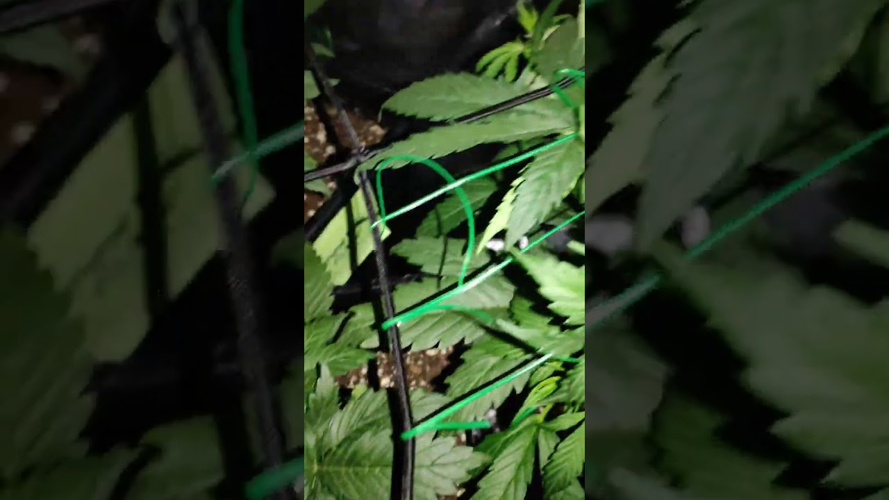 Seguimiento cultivo led cob 50w m&aacute;s led 192w. Moby Dick auto XXL y GrapefruitMatic
